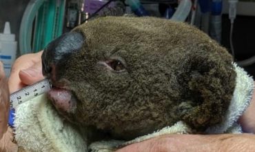 Help support the Koala Hospital in Port Macquarie